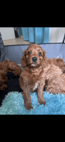 Cavapoo Puppies for sale in Casula, New South Wales. price: $2,000