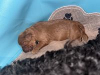 Cavadoodle puppies