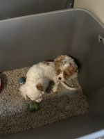 Cavapoo Puppies for sale in Dayton, Ohio. price: $1,500