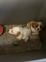 Cavapoo puppies for sale