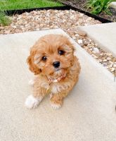 Cavapoo Puppies Available