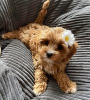 Cavapoo Puppies Available