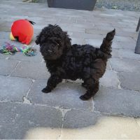 Cavapoo Puppies Available