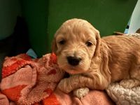 Cavapoo Puppies for sale in Ft. Myers, Florida. price: NA