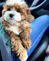Cavapoo Puppies For Adoption