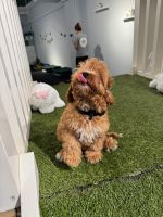 Cavapoo Puppies for sale in Milson's Point, New South Wales. price: $2,500