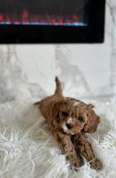 Cavapoo puppies