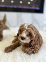 Cavapoo Puppies for sale in Philadelphia, Pennsylvania. price: $1,800