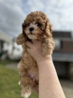 Cavapoo puppies