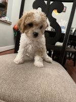 Cavapoo Puppies for sale in Crofton, Maryland. price: $1,000