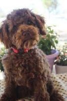 Cavapoo Puppies for sale in Bankstown, New South Wales. price: $999