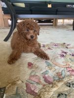 Cavapoo Puppies for sale in Sydney, New South Wales. price: $2,100