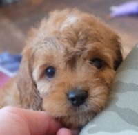 Cavapoo Puppies for sale in Howe, Indiana. price: $1,000