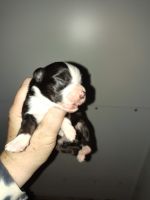 Toy Australian Shepherds