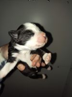 Toy Australian Shepherds