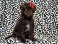 Sky-female cavapoo