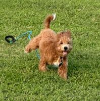 Adorable 8 month old male Cavapoo FORSALE