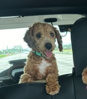 Adorable 8 month old male Cavapoo FORSALE
