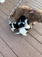 Cavapoo Puppies for sale in Adelphi, MD 20783, USA. price: $900