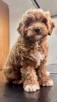 Adorable Cavapoo