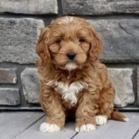 Adorable Cavapoo