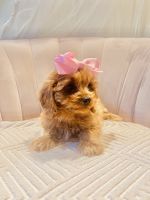Bliss Small Female Cavapoo