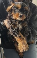 Cavapoo Puppies for sale in Bowie, Maryland. price: NA