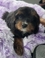 A Male Cavapoo Just For You!