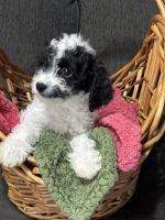 Cavapoo Puppies for Sale