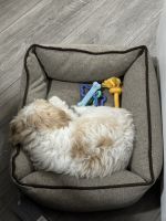 Aspen - Handsome, Playful, Cuddly