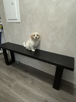 Aspen - Handsome, Playful, Cuddly