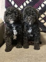 Cavapoo Puppies for sale in Battle Ground, WA, USA. price: $500