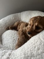 cavapoo puppy
