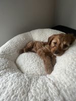 cavapoo puppy