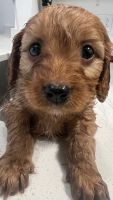 Cavapoo Puppies for sale in Syracuse, New York. price: $1,200