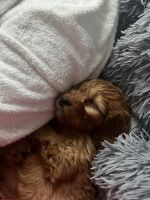 cavapoo puppy