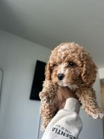 Cavapoo Puppies for sale in Stamford, Connecticut. price: $1,200