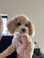 Cavapoo Puppies for sale in Fruitland, Idaho. price: $2,000