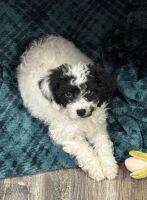 Cavapoo Puppies for Sale