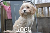 Cavapoo puppy *Joey*