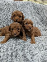 Cavapoo Puppies for sale in Bremen, Indiana. price: $850
