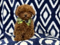 Dude-male cavapoo