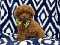 Dude-male cavapoo