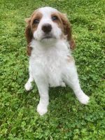Cavapoo Puppies for sale in Bethpage, Tennessee. price: $950