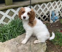 Cavapoo Puppies for sale in Bethpage, Tennessee. price: $950