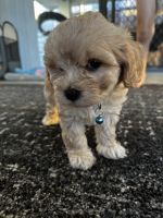 Cavapoo Puppies for sale in Holmview, Queensland. price: $1,900