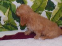 litter of cavapoo puppies