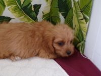 litter of cavapoo puppies
