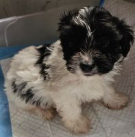 Cavapoo Puppies for sale in Colton, New York. price: $750