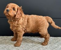 Cavapoo Puppies For Sale